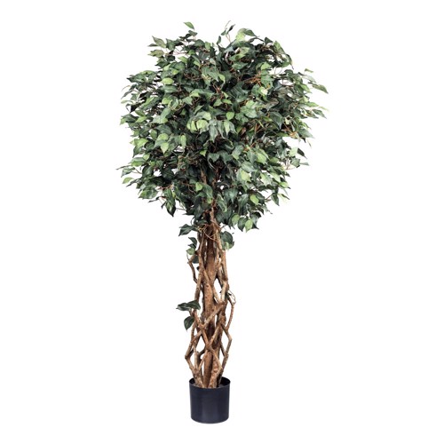 Ficus artificial Benjamina cu trunchi natural - 180 cm